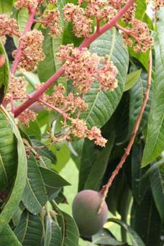 انبه (منگیفرا کوادریفیدا)